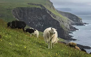 Images Dated 6th October 2021: Sheep in Mykines, Faroe Islands