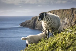 Sheep Prints: Sheep on the north west coast of the Trotternish Peninsula, Isle of Skye, Highlands