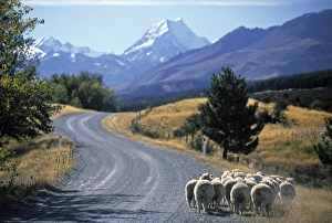 Aoraki Prints: Sheep nr. Mt