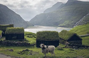 Saksun Prints: A sheep in front of the old turf buildings of Duvugarðar museum