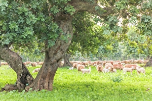 Bunyola Prints: Sheep pasture under old trees near Bunyola, Mallorca, Balearic Islands, Spain