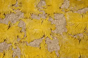 Drying Prints: Sheep skins are left in thesun to dry at the tanneries in Fes, Morocco