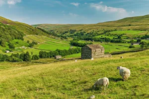 March Gallery: Sheep & Stone Barn, Keld, Swaledale, Yorkshire Dales, England