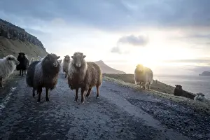 Streymoy Prints: Sheep at sunset in the middle of a road on the west coast of Streymoy island
