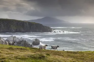 Remote Prints: Sheep walk along the cliffs, Achill Island, County Mayo, Connacht province