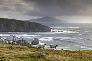 Achill Gallery: Sheep walk along the cliffs, Achill Island, County Mayo, Connacht province
