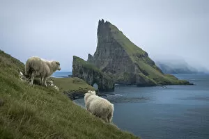 Images Dated 17th January 2022: Sheep walking towards Drangarnir sea stacks and Tindholmur islet. Faroe Islands