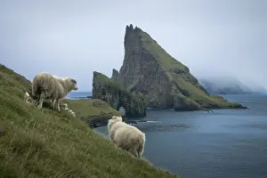 Foroyar Prints: Sheep walking towards Drangarnir sea stacks and Tindholmur islet. Faroe Islands