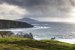 Connacht Province Prints: A sheep walks along the cliffs, Achill Island, County Mayo, Connacht province