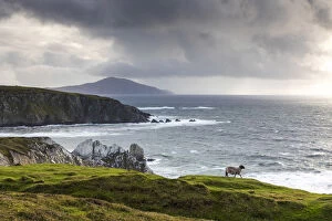 A sheep walks along the cliffs, Achill Island, County Mayo, Connacht province