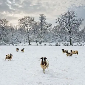 Norfolk Prints: Sheep in Winter Landscape, Tasburgh, Norfolk, England