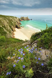 Logan Rock Prints: Sheep's-bit (Jasione montana) in bloom at Pedn Vounder Beach