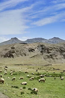 Sheeps grazing in the High Atlas mountain range. Morocco