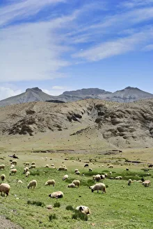 Images Dated 2nd July 2014: Sheeps grazing in the High Atlas mountain range. Morocco