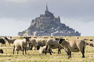 Sheeps grazing with the village in the background. Mont-Saint-Michel, Normandy, France