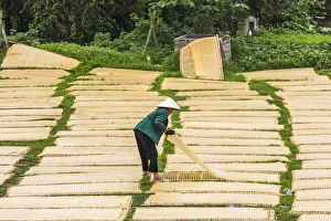 Manufacture Prints: Sheets of drying mien noodle, nr Hanoi, Vietnam