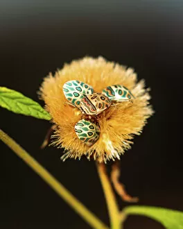 Images Dated 11th July 2022: Sheild Bugs on Flower, Okavango Delta, Botswana