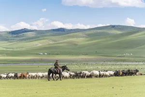 Steppe Prints: Shepherd on horseback gathering sheeps and goats. Ovorkhangai province, Mongolia
