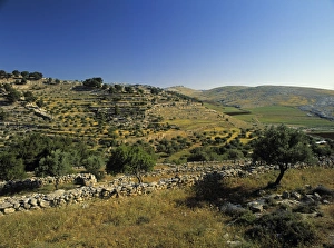 Bethlehem Prints: Shepherds Fields