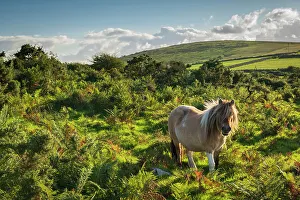 Moorland Prints: Shetland pony grazing on moorland
