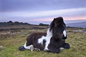 Shetland Pony resting on Dartmoor moorland at sunrise, Belstone Tor, Dartmoor, Devon