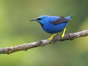 Rainforests Prints: Shining Honeycreeper (Cyanerpes lucidus) male, Boca Tapada, Alajuela Province, Costa Rica