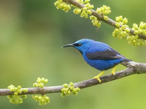 Rainforests Prints: Shining Honeycreeper (Cyanerpes lucidus) male, Boca Tapada, Alajuela Province, Costa Rica