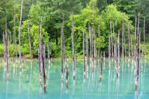 Biei Prints: Shirogane Blue Pond (Aoiike), Biei, Hokkaido, Japan