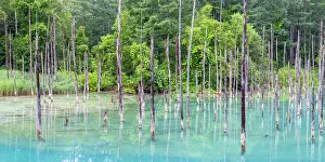 Biei Prints: Shirogane Blue Pond (Aoiike), Biei, Hokkaido, Japan