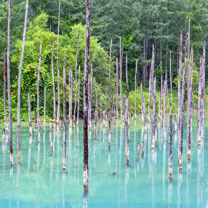 Biei Prints: Shirogane Blue Pond (Aoiike), Biei, Hokkaido, Japan