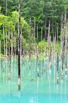 Shirogane Blue Pond (Aoiike), Biei, Hokkaido, Japan