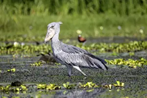 Ecosystem Prints: Shoebill (Balaeniceps rex), Lake Albert (Albert Nyanza), Uganda, East Africa