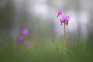 Kamloops Prints: Shooting Stars, Kamloops, British Columbia, Canada
