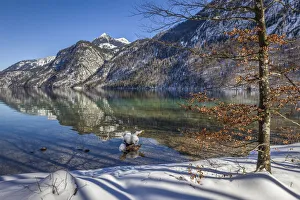 Berchtesgaden Prints: Shore of the Koenigsee near St. Bartholomae, Upper Bavaria, Bavaria, Germany