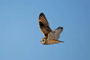 Flying Owl Prints: A short-eared owl in flightagainst a blue sky on Wolfe Island, Ontario, Canada
