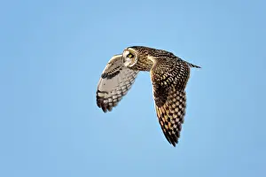 Flying Owl Prints: A short-eared owl in flightagainst a blue sky on Wolfe Island, Ontario, Canada
