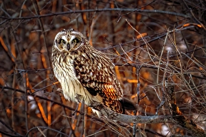 Owls Prints: A short-eared owl perched in the trees at sunset on Wolfe Island, Ontario, Canada