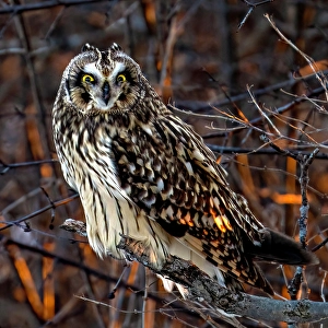 Owls Prints: A short-eared owl perched in the trees at sunset on Wolfe Island, Ontario, Canada