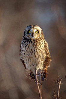 Owls Prints: A short-eared owl sits on a tree limb at sunset on Wolf Island, Ontario, Canada