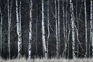 Images Dated 8th April 2020: Detail shot of birch trees in forest, Vysoka Lipa, Jetrichovice, Okres Decin