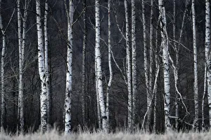Detail shot of birch trees in forest, Vysoka Lipa, Jetrichovice, Okres Decin Detail shot of birch trees in forest, Vysoka Lipa, Jetrichovice, Okres Decin