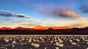 High Altitude Prints: Shrubs on the Andean altiplano, Puna, Argentina