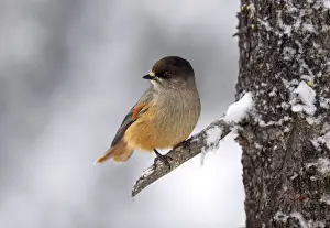 Siberian Jay (Perisoreus infaustus) perched on branch, Kuusamo, Finland