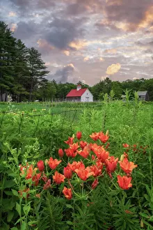 Pastoral Prints: Siberian lilies at sunrise on a farm in North Sutton, New Hampshire, USA