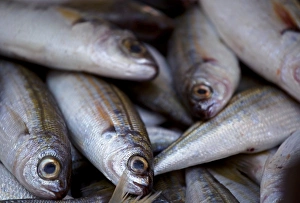 Trapani Region Prints: Sicily, Italy, Western Europe; Fish for sale at the market