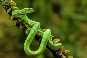 Poikilotherm Prints: Side-striped Palm Pit Viper (Bothriechis lateralis)