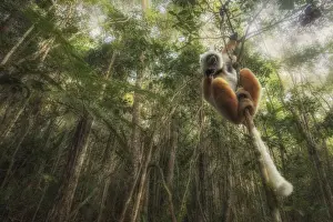 Madagascar Prints: Sifaka diadema (Propithecus diadema) in Andasibe Mantadia National Park