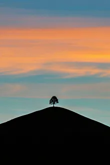 Loneliness Prints: Sihouettes of a tree on rolling hills, Sumiswald, Emmental, canton of Bern, Switzerland