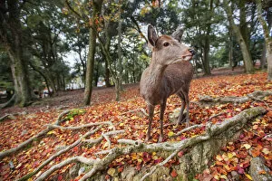Cute Gallery: Sika deer in Nara, Honshu, Japan