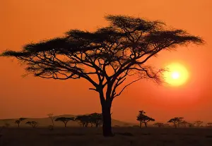 Silhouette Prints: Silhouette of an acacia tree with the sun setting in the background on the Serengeti